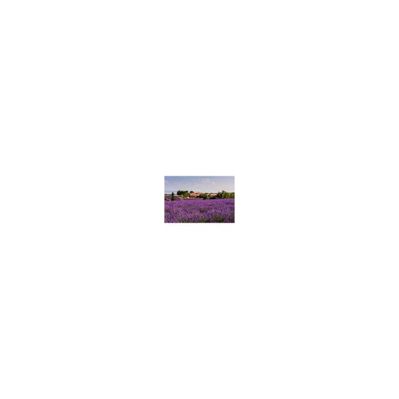Uhu Luftentfeuchter Nachfüll-Tab Lavendel 2x450g Feuchtigkeits-Magnet (1er Pack)
